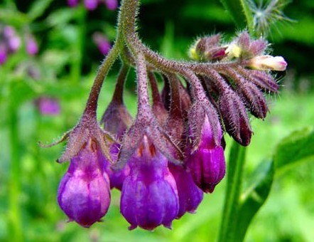 紫草的功能与主治