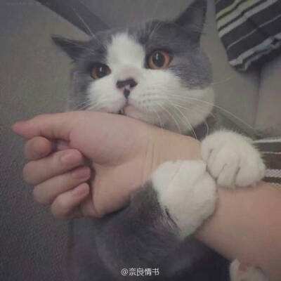 四轮越野摩托2