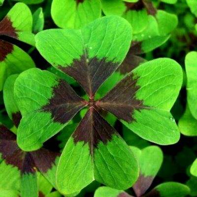 大象成视人入口下载