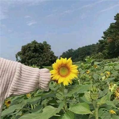 第三代半导体概念股拉升 海特高新午后直线涨停