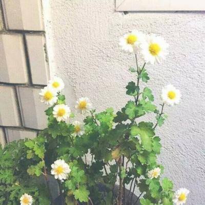 嗯 啊被抵在树干H野战 嗯 啊被抵在树干H野战