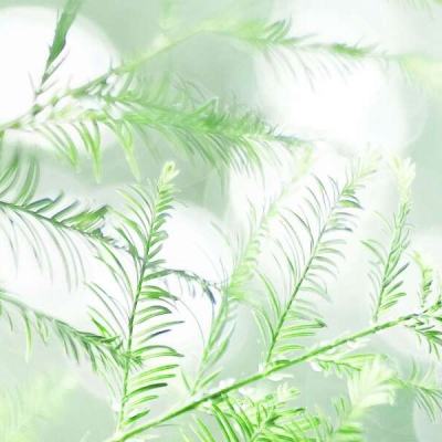 完美人生